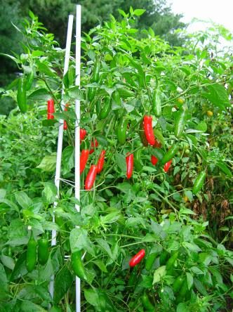 Serrano-WIKIPEDIA Amanita Phalloides, Eucalyptus Deglupta, Agave Attenuata, Chile Serrano, Capsicum Annuum, Serrano Pepper, Pepper Plants, Pepper Seeds, Heirloom Seeds