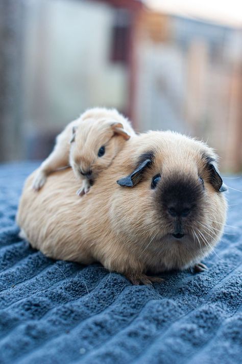 Mama guinea pig with her baby boy. Cute Gunipigs, Gini Pig Pet, Ginny Pigs Cute, Gineau Pig Aesthetic, Fat Guinea Pigs, Guinny Pigs, Guinea Pigs Aesthetic, Guinea Pig Aesthetic, Guinea Pig Wallpaper