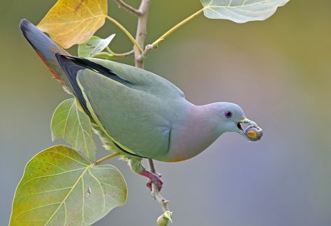 Pink Necked Green Pigeon, Green Pigeon, Wild Animals Videos, Dove Pigeon, Pigeon Bird, Forest City, Green Bird, Gerbil, Tropical Birds