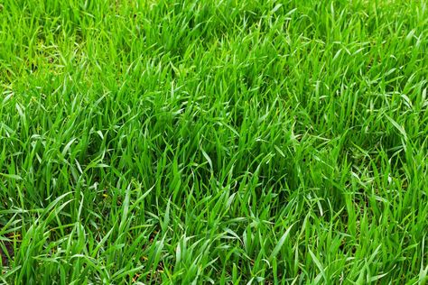 9 Most Common Types of Grass—and How to Choose the Right Variety for Your Yard Types Of Grass, Grass Type, Green Grass, Grasses, Choose The Right, Planting, Yard