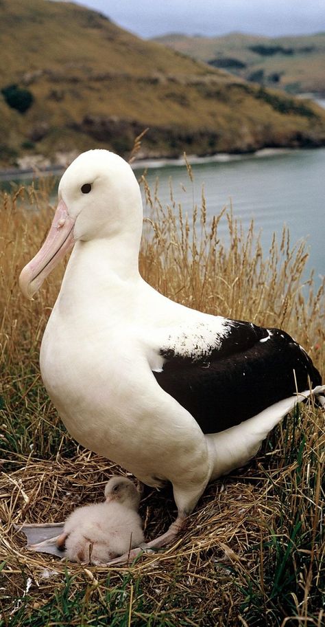 Royal Albatross - Seen on Taiaroa Head, Otago Peninsula, New Zealand Albatross Bird, Wandering Albatross, Water Birds, Exotic Birds, Sea Birds, Pretty Birds, Wild Life, Wild Birds, Bird Watching