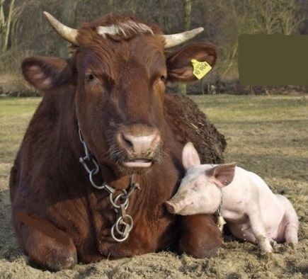 Nonhuman animals make friends, just as humans do - they choose companions based upon personality and compatibility. These two friends enjoy a quiet moment of connection, love, and warmth. Unlikely Animal Friends, Brown Cow, Animals Friendship, Unusual Animals, A Cow, Cute Animal Pictures, Sweet Animals, Animal Photo, Zebras