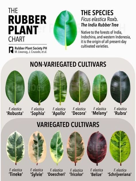 (20+) Plants and Me - 🍃The Rubber Plant Chart 🍃 -ctto- | Facebook Plant Identification Chart, Leaf Identification Chart, Plant Leaf Identification, Plant Chart, Ficus Religiosa, Carnivorous Plants Terrarium, Rubber Plant Care, Rubber Tree Plant, Plant Care Houseplant