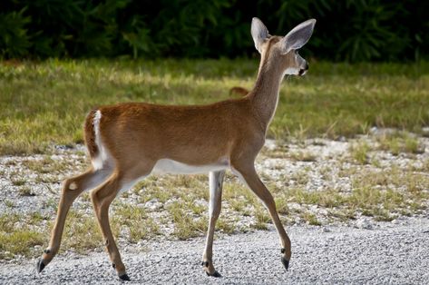 View of a Key Deer from the back right side. Description from etc.usf.edu. I… Key Deer, Black And White Photography Portraits, Deer Drawing, Deer Photos, Deer Art, Vintage Deer, Horse Drawings, Red Deer, Whitetail Deer