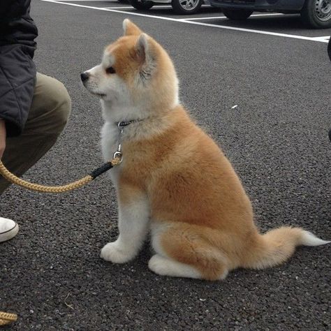 7 Dogs That Look Like Shiba Inu Akita Dog Puppies, Japanese Akita Puppies, Akita Dog Japanese, Akita Inu Puppy, Akita Inu Dog, Akita Puppy, Japanese Akita, Akita Puppies, Japanese Dogs