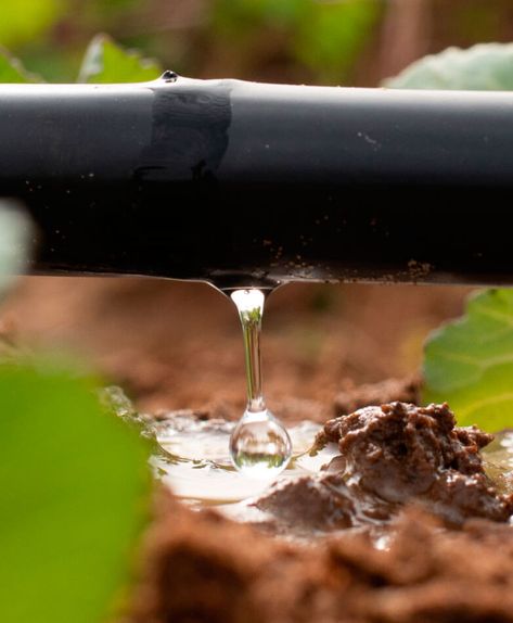 N-Drip - the first and only micro irrigation solution powered by gravity Water Challenge, Drip System, Saving Water, Contaminated Water, Disruptive Technology, Agriculture Industry, Drip Irrigation System, Watering System, Food Challenge