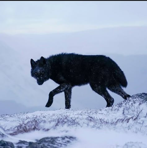 Rare Pfp For Discord, Wolf Athestic, Wolf Aethstetic, Wolf Animal Aesthetic, Wolf Core, Wolf In Forest Aesthetic, Black Wolf In Snow, Black Wolf Dog Aesthetic, Black Wolves