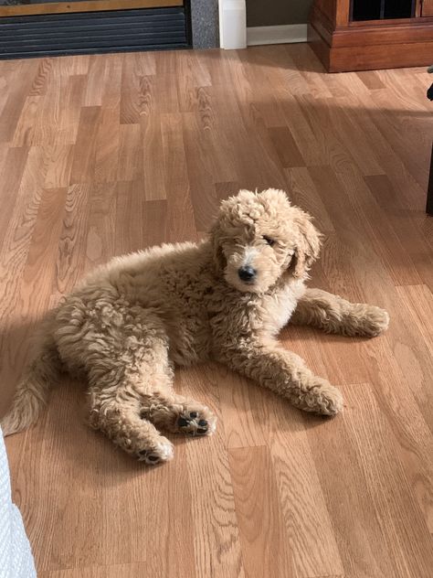 Double doodle , Esme 🎀 2 Goldendoodles, Double Doodle Grooming, Two Goldendoodles, Golden Doodle And Owner, Double Doodle Dog, Double Doodle Puppies, Double Doodle, Doodle Puppy, Golden Doodle