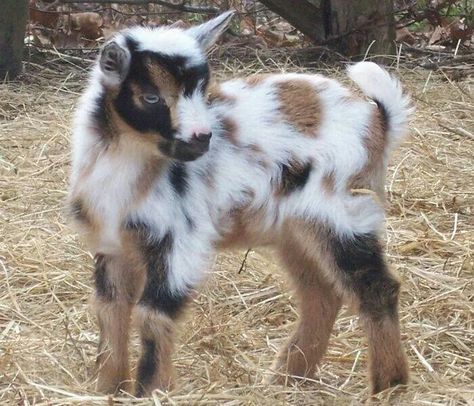 Reminds me of a calico cat Goats For Sale, Mini Goats, Pygmy Goat, Baby Goat, Dairy Goats, Cute Goats, Goat Farming, Baby Goats, Sweet Animals