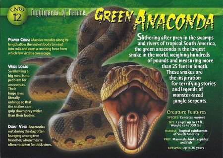 Green Anaconda front Anaconda Verde, Green Anaconda, Terrifying Stories, Types Of Snake, Animals Information, Famous Monsters, Animal Study, Animal Book, Wild Creatures