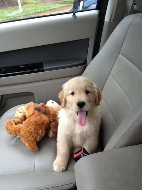 Dogs Lover, Golden Retriever Puppy, Dog Car, Retriever Puppy, Cute Dogs And Puppies, Car Ride, Cute Animal Pictures, Baby Dogs