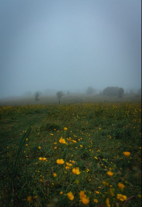 Foggy meadow in the mountains #photography #photo #landscapephotography #foggy Foggy Mountains Photography, Foggy Aesthetic Mountain, Foggy Meadow Aesthetic, Foggy Flower Field Aesthetic, Foggy Landscape Photography, California Winter Aesthetic, Foggy Flower Field, Stormy Meadow, Rainy Meadow