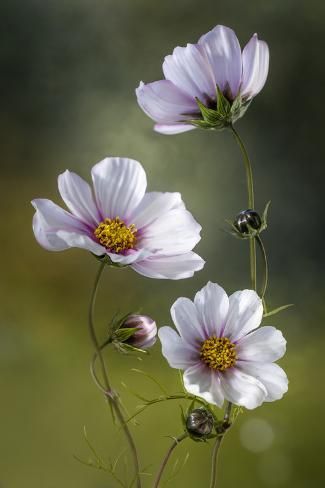 Gray flower girl