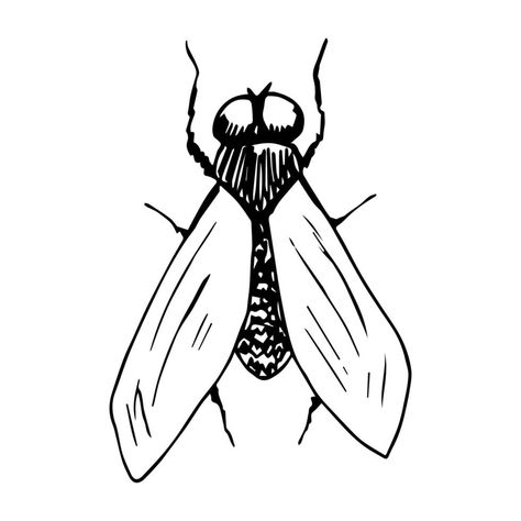 Fly Drawing Easy, Insect Drawing Simple, Fly Doodle, Fly Drawing, Freehand Drawing, Drawing Simple, Clipart Black And White, Ink Sketch, Art And Crafts