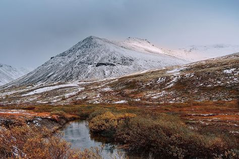 Tundra Biome, Arctic Foxes, Snowy Owls, Arctic Tundra, Mountain Goats, Boreal Forest, Location Inspiration, Sci Fi Books, Beautiful Places On Earth