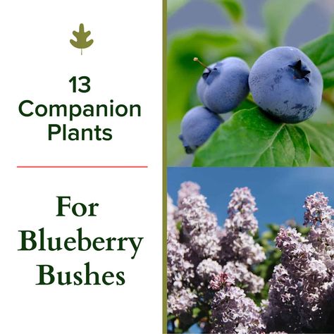 Blueberry Plants Landscaping, Blueberry Landscaping, Blueberry Patch Ideas, What To Plant With Blueberries, Blueberry Bushes Landscape, Blueberry Garden, Companion Planting Blueberries, Blueberry Plants Gardening, Blueberry Shrub Garden