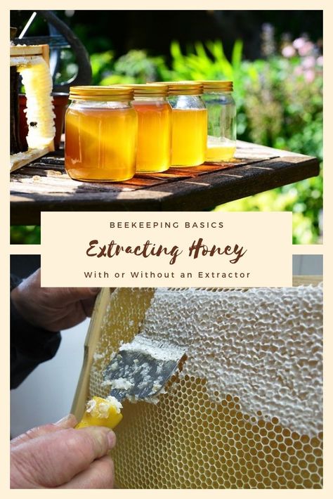 Extracting Honey From Comb (With & Without an Extractor) How To Extract Honey From The Comb, Extracting Honey, Honey For Sore Throat, Fresh Honeycomb, Beeswax Recipes, Honey Bees Keeping, Landscaping Garden Design, Honey Bee Pollen, Honey Production