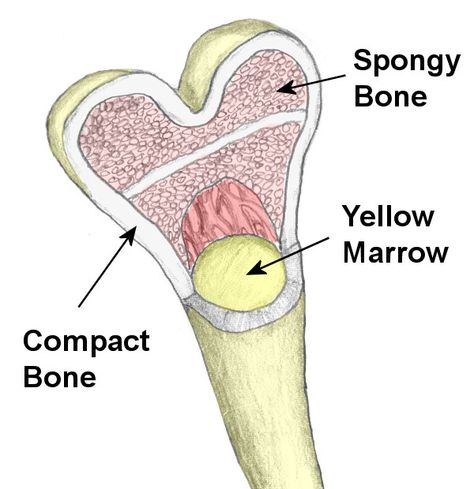 bone spongy and compact | bone surrounding a spongy interior these short bones are found in the ... Compact Bone Anatomy, Human Bone Structure, Fun Anatomy, Structure Of Bone, Science Inspiration, Skeleton System, Body Chart, Anatomy Bones, Forensic Anthropology