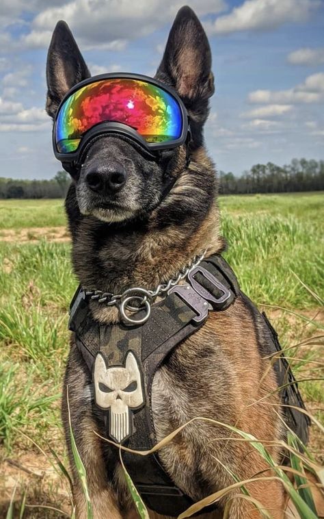 Rex Specs, Agent 00, K9 Handler, K9 Police Dogs, Baby German Shepherds, Dog Soldiers, Service Dogs Gear, Belgian Malinois Dog, Military Dog