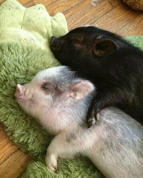 Because everyone needs snuggle time sometimes. 🐷😊❤🌱 Moon Pics, Micro Pigs, Teacup Pigs, Cute Piglets, Mini Pigs, Night Messages, Cute Piggies, Pet Pigs