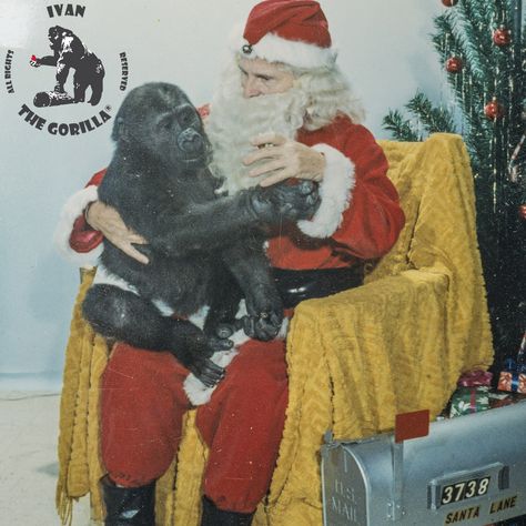 Ivan the Gorilla® with Santa Claus at the B&I circa 1965 Ivan The Gorilla, Max Baer, Tacoma Dome, One And Only Ivan, Math Place Value, New Bicycle, Place Values, Circus, Santa Claus