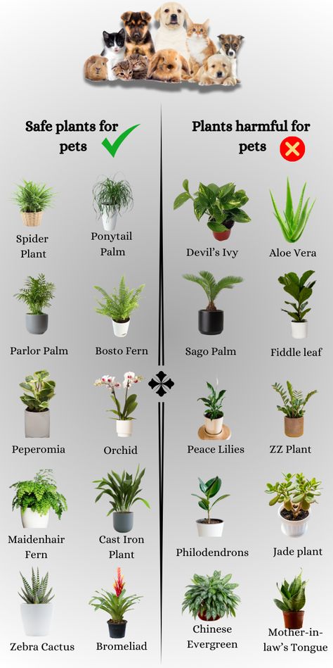 We’ve got a list of common plants that are safe for your 4 legged babies and also plants that should be avoided. Most of the time, plants are fine in the home as long as your pets don’t chew or ingest them. Indoor Plants Safe For Cats And Dogs, Plants Safe For Dogs, Cat Plants, Dog Ideas, Pet Safe, Cats And Dogs, Dogs And Cats, For Cats, For Dogs