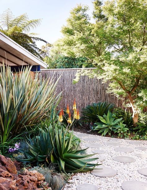 Garden With Rocks, Australia Garden, Modern Backyard Design, Landscaping Around Trees, Succulent Landscape Design, Succulent Landscaping, Backyard Plants, Modern Landscape Design, Landscape Designs