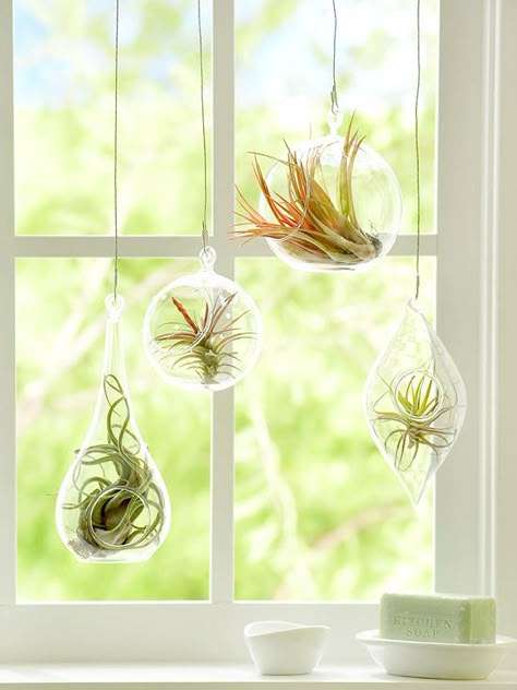 The popular, trendy plant that is pretty and easy to grow is… the air plant! Air plants don’t require any soil, just good air circulation, moisture, fertilizer, warmth, and partial shade. These unique and fun plants gather water and nutrients through their leaves. Try displaying air plants in a terrarium for an extra cute piece of décor. Tillandsia Usneoides, Hanging Indoor Plants, Plant Display Ideas, Air Plants Decor, Plants Hanging, Air Plants Care, Air Plant Display, Hanging Plant Holder, Hanging Plants Indoor