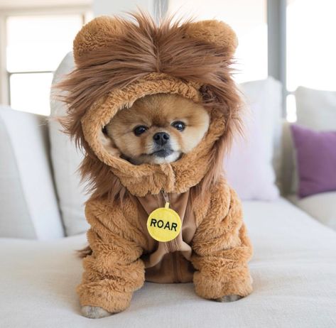 Pomeranian Dressed Up, Girl Bathroom, Cute Pomeranian, Super Cute Puppies, Cute Dog Photos, Baby Animals Pictures, Really Cute Dogs, Cute Little Puppies