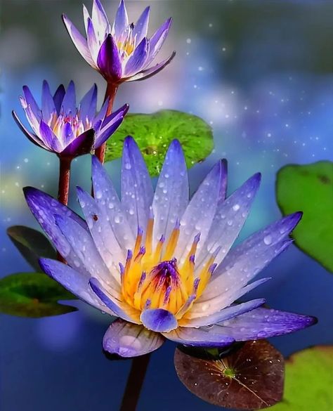 Blue Water Lily, Water Lily Flower, Heron Art, Flower Identification, Blue Lotus Flower, Water Lily Pond, Lily Lotus, Neon Flowers, Lotus Pond