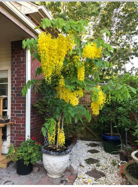 Landscape Front Yard, Cassia Fistula, Front Yard Landscape, Design Backyard, Side Yard Landscaping, Yard Landscape, Beautiful Flowers Photography, Garden Decor Projects, Landscape Landscape