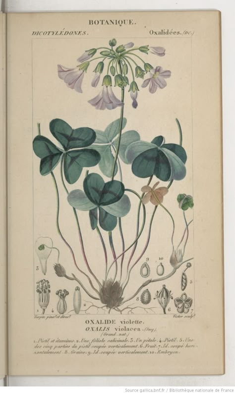 Dictionnaire des sciences naturelles : dans lequel... : suivi d'une biographie des plus célèbres naturalistes. Planches, Botanique : Végétaux Dicotylédons, 95-191 / par plusieurs professeurs du Jardin du roi et des principales Écoles de Paris | Gallica Botany Study, Illustration Botanique Vintage, Nature Therapy, Vintage Botanical Illustration, Old Prints, Illustration Botanical, Botanical Drawing, Botanical Vintage, Illustration Botanique