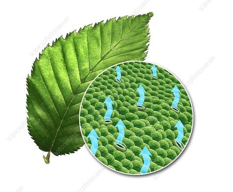 Leaf and transpiration, illustration - Stock Image - C030/2509 - Science Photo Library Biological Science, Library Website, Leaves Illustration, Science Photos, Science Biology, Buy Prints, Photo Library, Plant Leaves, Jade