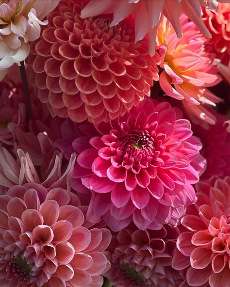 Perfectly Pretty Shades Of Pink | This are our Hot Pink Dahlias from this season ❤️‍🔥❤️‍🔥❤️‍🔥 It’s no surprise that pink is among the most popular colour for garden displays, either. #dahliaseason #dahliagarden #dahlialove #dahliaaddict #dalijas #georgina #dālijaszied #dalijusezona Dahlia Phone Wallpaper, Pink Dalia, Dahlia Flower Background, Pretty Shades Of Pink, Dahlia Collarette, Dahlia Orange, Dahlia Pink, Garden Displays, Pink Dahlias