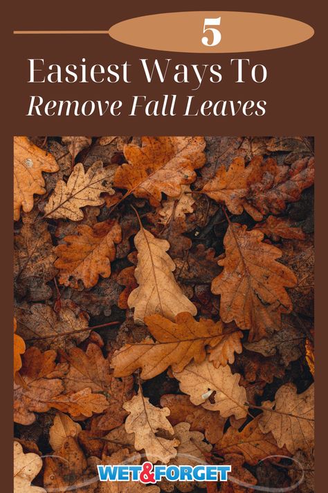 Are leaves covering your yard this fall? Check out the 5 easiest ways to remove leaves from your lawn this fall! Fallen Leaves Aesthetic, Leaf Clean Up, Lawn Vacuum, Fall Leaves Background, Rock Yard, Lawn Vacuums, Leaf Collection, Yard Maintenance, Push Mower