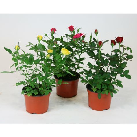 Mini Rose Bushes - Assorted Colours - 6'' Miniature Roses, Garden Therapy, Rose Bushes, Potted Flowers, Farmhouse Remodel, Mini Roses, Rose Bush, Therapy Ideas, Exterior Siding