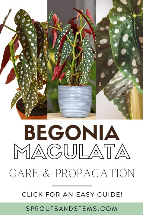 Begonia Boliviensis Care, Begonia Maculata Wightii, Polka Dot Begonia Propagation, Indoor Begonia House Plants, Begonia Polka Dot, Begonia Maculata Propagate, Begonia Plant Care, Spotted Begonia Care, Polka Dot Begonia Care