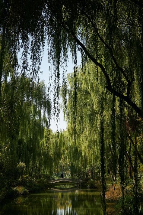 Aesthetic Greenery, Weeping Willow Tree, Arbor Day, Image Nature, Fast Growing Trees, Weeping Willow, Ornamental Trees, Tree Wallpaper, Photos Hd