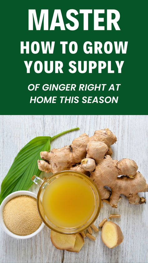 Discover the secrets of growing ginger at home. Learn how to plant ginger from a simple root and enjoy fresh ginger right from your backyard. How Much Ginger To Take Daily, How To Plant Ginger Root At Home, Ginger Growing At Home, How To Grow Ginger From Root, Growing Ginger From Root, How To Store Ginger Root, How To Grow Ginger Root At Home, How To Grow Ginger, How To Plant Ginger