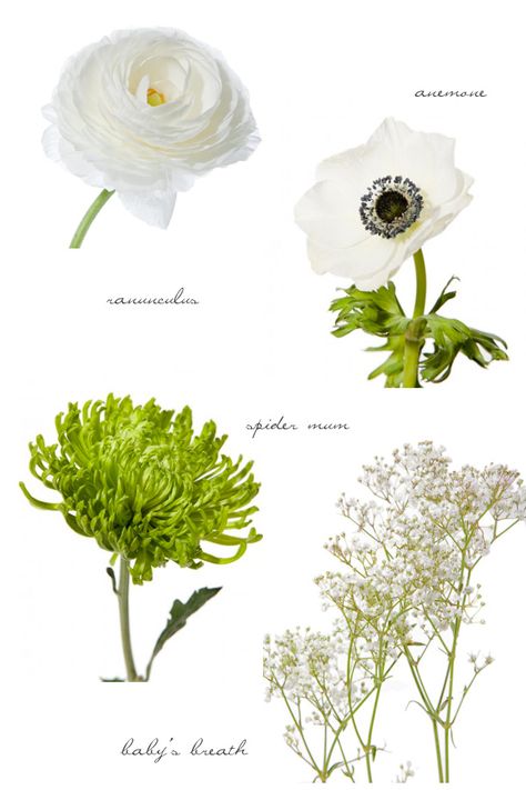 Runculus Flower Ranunculus Bouquet, Spider Mum Bouquet, Wedding Ranunculus, Bouquet Recipes, Flower Diagram, White Green Flowers, Green Spider, Ranunculus Bouquet, Wedding Flower Guide