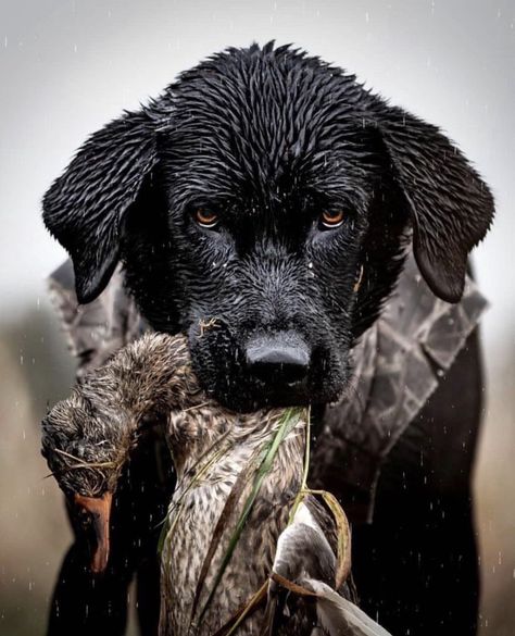 Duck Hunting Dogs, Rottweiler Pictures, Hunting Photography, Bobwhite Quail, Black Labrador Dog, Hunting Pictures, Hunting Gifts, The Gentleman, Game Birds