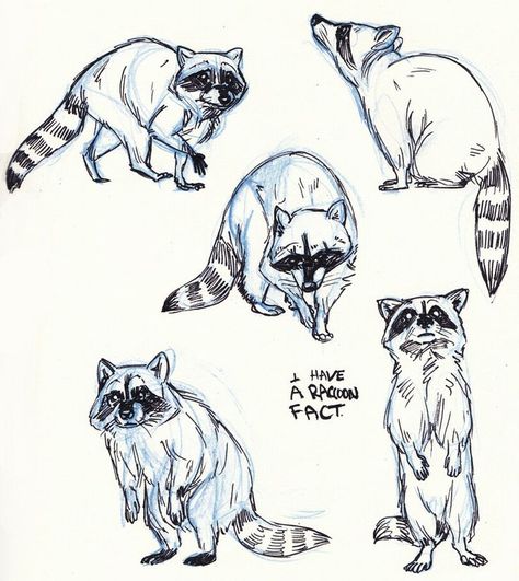 Raccoons Drawing Sketches | Pinterest: Discover and save creative ideas Animal Art Drawing Sketches, Animal Art Drawing, Sketches Inspiration, Raccoon Drawing, Raccoon Illustration, Raccoon Tattoo, Raccoon Art, Animal Drawings Sketches, Animal Study