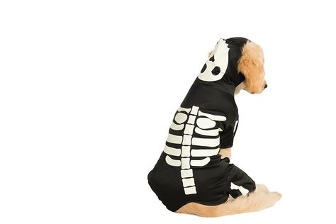 Rubie's Pet Costume, Small, Glow in The Dark Skeleton Hoodie >>> New and awesome product awaits you, Read it now  (This is an amazon affiliate link. I may earn commission from it) Dog Skeleton Costume, Glow In The Dark Skeleton, Dark Skeleton, Skeleton Hoodie, Sky E, Dog Skeleton, Skeleton Costume, Vintage Witch, Halloween Photoshoot