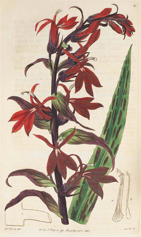 Farm Mural, Lobelia Flowers, Lobelia Cardinalis, Cardinal Flower, Antique Botanical Print, Botanical Illustration Vintage, Vintage Botanical Prints, Botanical Drawings, Nature Journal