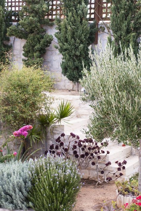 Drought tolerant native plants Crete Greece garden ; Gardenista Greek Garden, Mediterranean Garden Design, Drought Tolerant Perennials, Native Plant Gardening, Plant Background, Australian Garden, Winter Plants, Heraklion, Mediterranean Garden