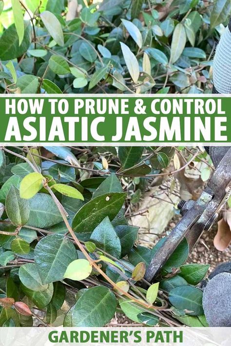 Deep-green Asian, or Asiatic, jasmine is a fantastic ground cover, especially for shady areas. But like many plants, it can get out of hand. Visit Gardener’s Path now to learn about our favorite methods for pruning and controlling the spread of this assertive vine. #asiaticjasmine #pruningtips #gardenerspath Asiatic Jasmine Landscaping, Jasmine Ground Cover, Asiatic Jasmine, Jasmine Vines, Asian Jasmine, Jasmine Vine, Fall Gardening, Spring Gardening, Jasmine Plant