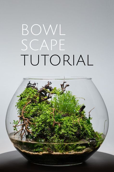 Terrarium Lighting, Moss Garden Terrarium, Moss Types, Terrarium Layers, Moss Terrarium Ideas, Indoor Moss Garden, Terrarium Setup, Terrarium Tutorial, Glass Bowl Terrarium