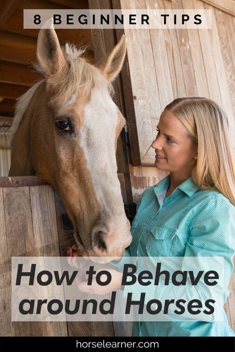 Horse Behavior Signs, 4-h Horse Projects, Working With Horses, Horses For Beginners, Riding Tips For Beginners, Equestrian Tips, Horse Safety, Horse Education, Dressage Tests