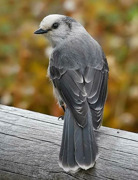 Gray Jay Bird, Canada Jay, Gray Jay, Jay Bird, Siberian Tiger, Nightingale, Amazing Animals, Bird Drawings, Bird Photo