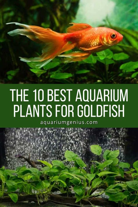 Trust me when I say that a goldfish will happily eat most aquarium plants available to us. I’ve been to the shop many times to purchase new plants for my goldfish, and this can get quite expensive. Therefore I’ve compiled a list of plants that are great for a goldfish aquarium and cross checked this list with many other fishkeepers. Natural Goldfish Aquarium, Fish Tank Ideas Goldfish, Simple Goldfish Tank, Semi Aquatic Plants, Small Goldfish Tank Ideas, Plants For Goldfish Tank, Goldfish Planted Tank, Gold Fish Tank Set Up, Fancy Goldfish Aquarium